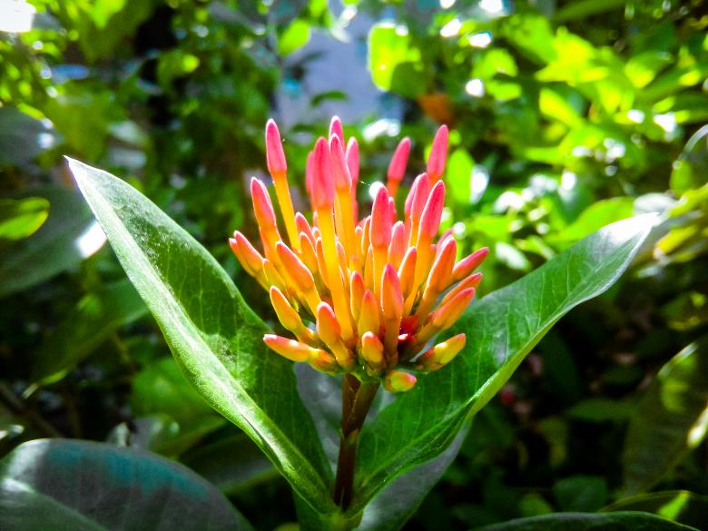 Free stock image of Beautiful Flower Morning Light  created by mohamed aslam