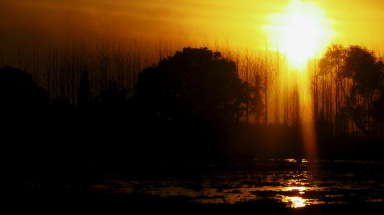 Free stock image of Trees silhouette under orange sunset created by Atul Saini