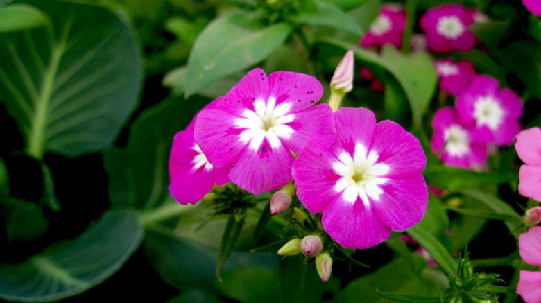 Free stock image of Purple Pink Flower created by Atul Saini
