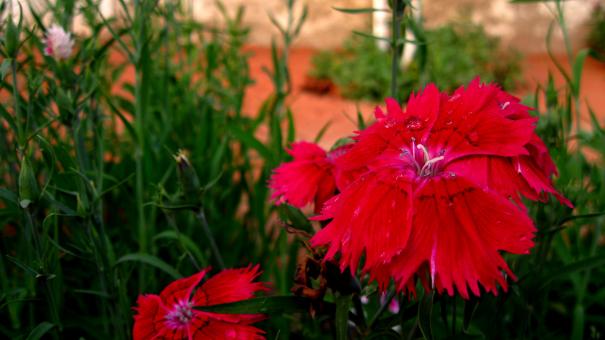 Free Stock Photo of Red Poppy Flowers in a Field