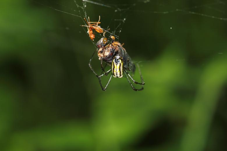 Free stock image of A Closeup of a Spider created by Atul Saini