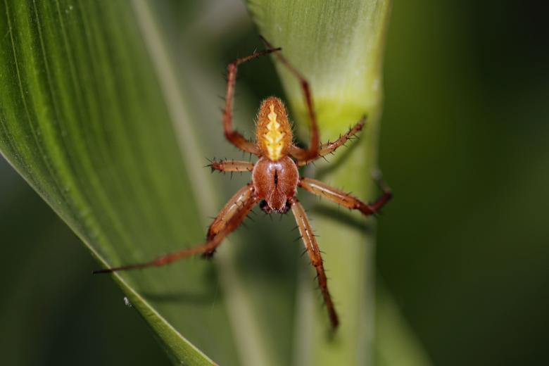 Free stock image of A Spider Sitting on a Leaf created by Atul Saini