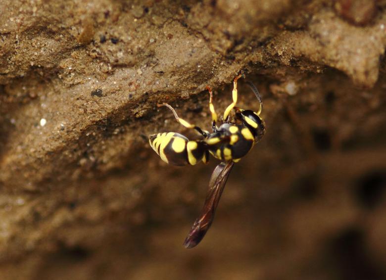 Free stock image of Yellow Wasp created by Atul Saini