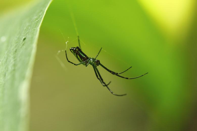 Free stock image of Spider On A Web created by Atul Saini