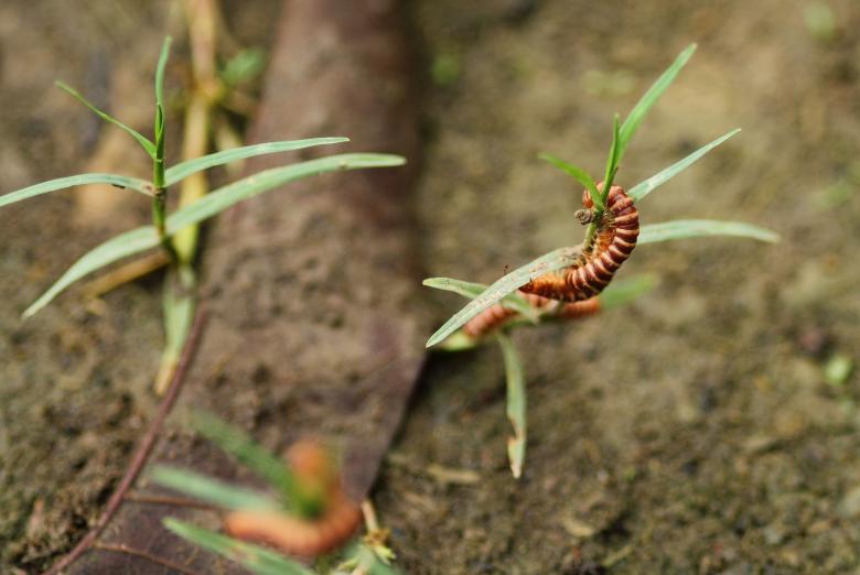 Free stock image of Brownish Centipede Wrapped in a Plant created by Atul Saini