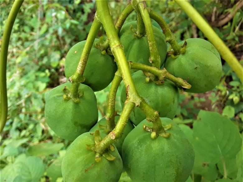Free stock image of Castor Bean Plant Grows created by Infinity Focus