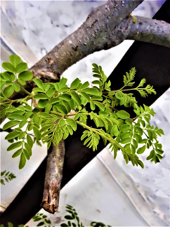 Free stock image of Drumstick Tree Branch - Leaves Growing created by Infinity Focus