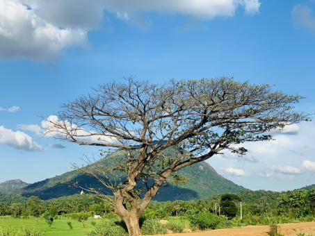 Old Single Tree - Free Stock Photo