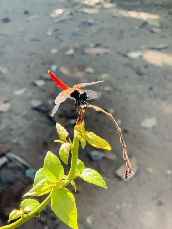 Free stock image of Red Dragonfly on Plant created by SK