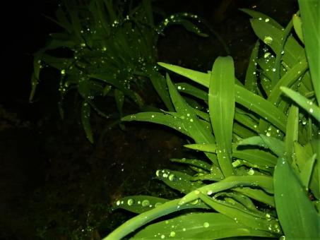 Free Stock Photo of Water Drops on the Leaves at the Night