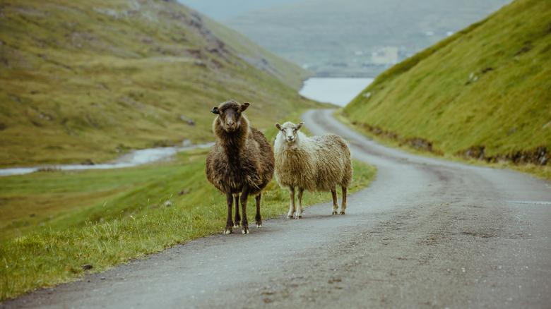 Free stock image of Black and white sheeps on the road created by marru