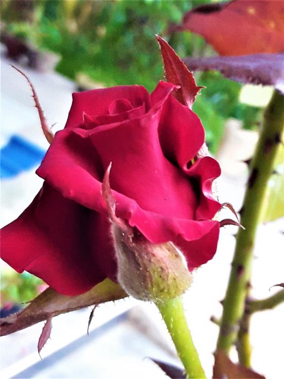 Free stock image of Red Rose Flower created by Infinity Focus