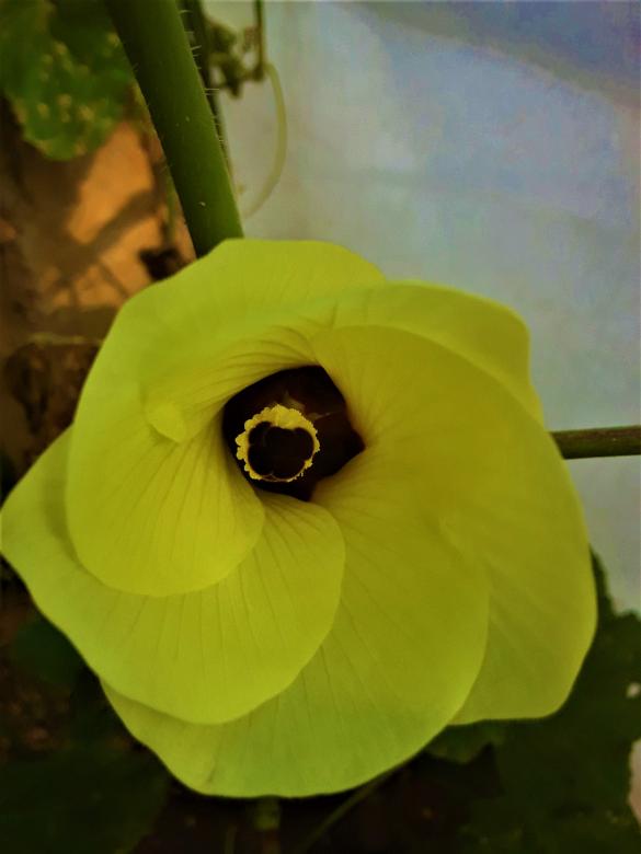 Free stock image of Yellow Roselle Flower created by Infinity Focus