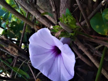 Purple Flower in Sri Lanka - Free Stock Photo