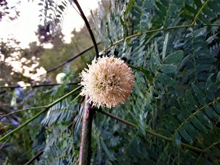 Free Stock Photo of River Tamarind Flower