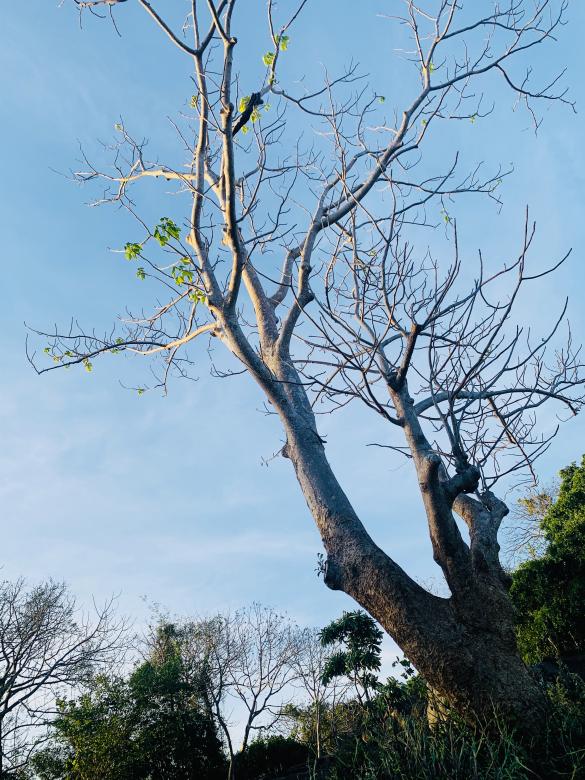 Free stock image of 150 years old Tree created by SK