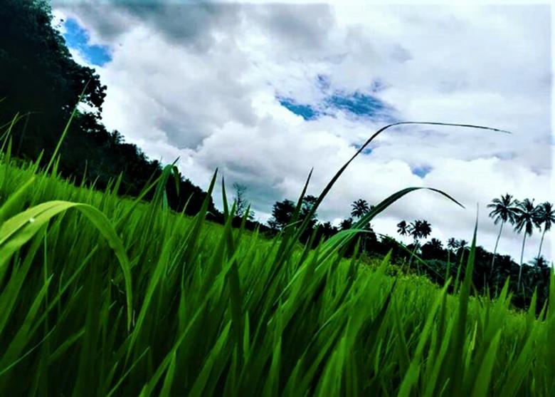 Free stock image of Paddy Field and Cloud Sky created by Infinity Focus
