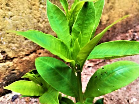 Small Plant With Big Leaves - Free Stock Photo