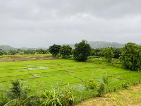 Free Stock Photo of Raining in the Field