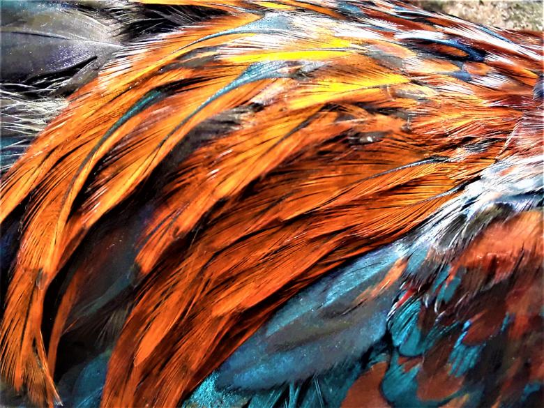 Free stock image of Colorful Rooster Wings created by Infinity Focus