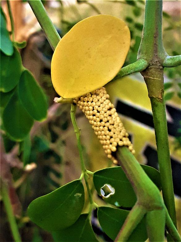 Free stock image of Yellow Bug Eggs created by Infinity Focus