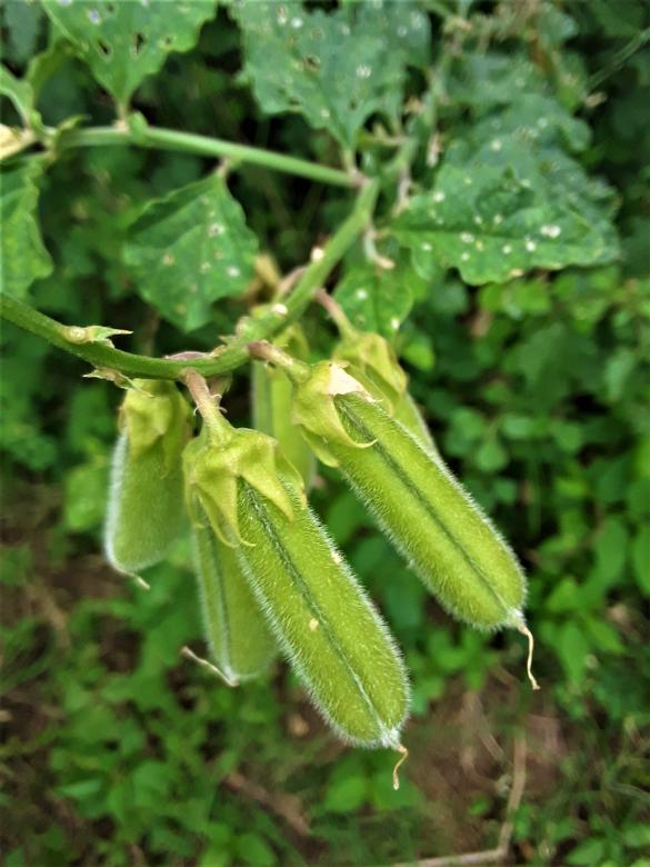 Free stock image of Green Sugar Lace Peas created by Infinity Focus
