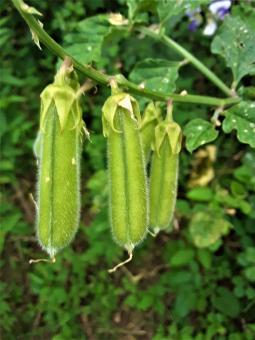 Fresh Sugar Lace Peas - Free Stock Photo