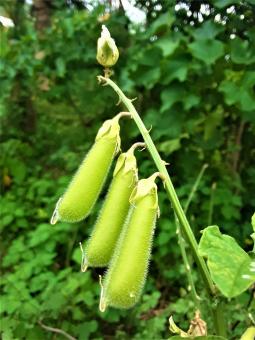 Free Stock Photo of Sugar Lace Peas