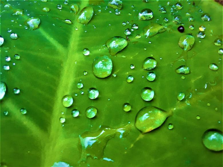 Free stock image of Water drops on a leaf created by Infinity Focus