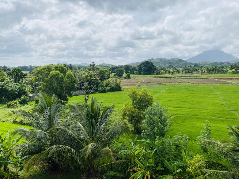 Free stock image of Blue sky and Green Paddy Field created by SK