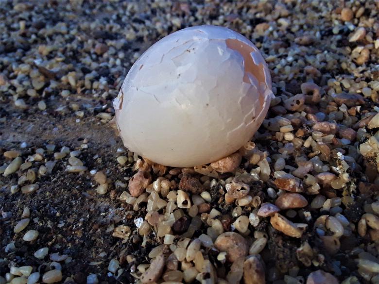 Free stock image of Broken Egg on Ground created by Infinity Focus