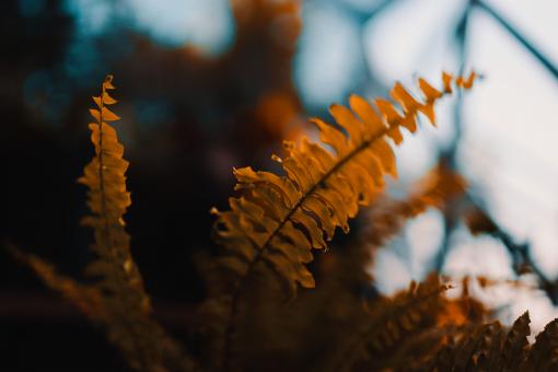 Soft touch of leaves - Free Stock Photo