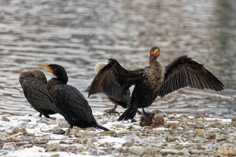 Free stock image of Cormorant drying its wings created by Geoffrey Whiteway