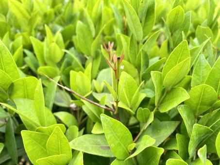 Free Stock Photo of Green Leaves Background