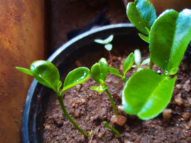 Free stock image of Green Lemon Plant Growing created by Infinity Focus