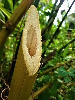 Yellow Bamboo Tree Cut - Free Stock Photo