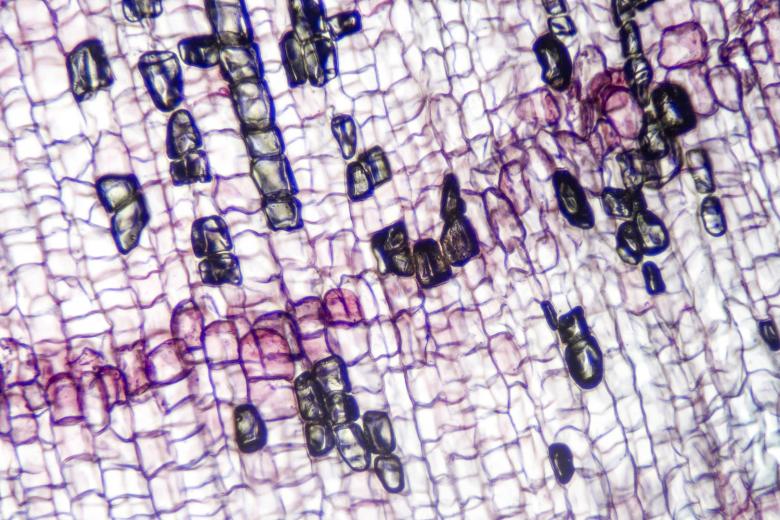 Free stock image of Cork Cells created by Geoffrey Whiteway