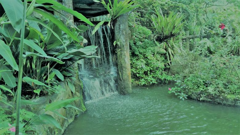 Free stock image of Waterfall in Kuala Lumpur Bird Park created by Alaa Hikmat 