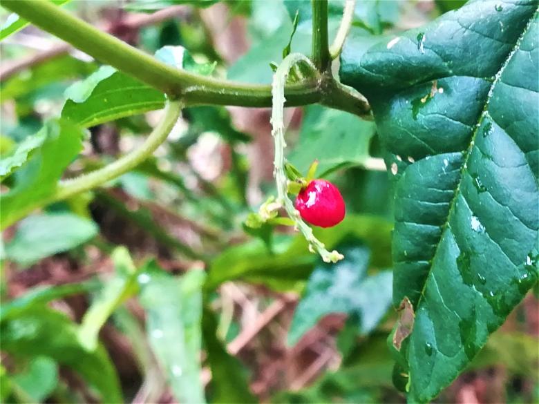 Free stock image of Red Fruit on a Tree Branch with Green Leafs created by Infinity Focus