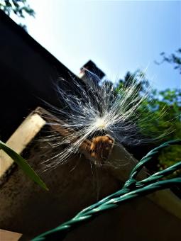 Free Stock Photo of Milkweed Seeds, About To Fly Away!