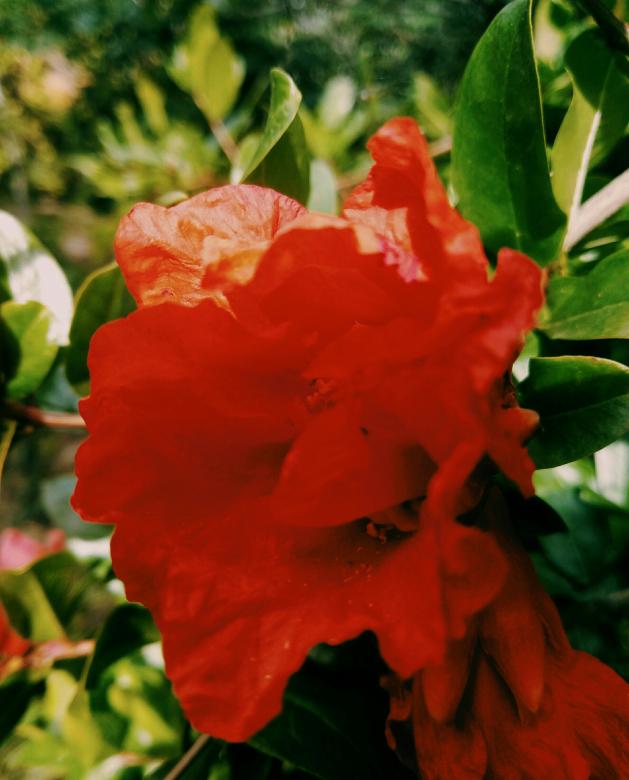 Free stock image of Pomegranate flower in nature created by lazrak