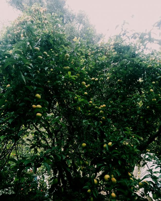 Free stock image of Delicious plum fruits created by lazrak