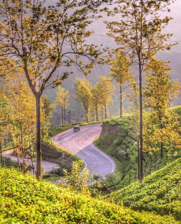 Free stock image of A lonely road through the tea estate created by SK