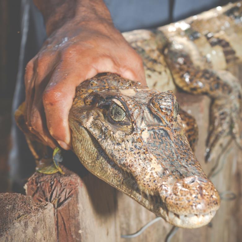 Free stock image of Alligator face and hand created by Curioso Photography