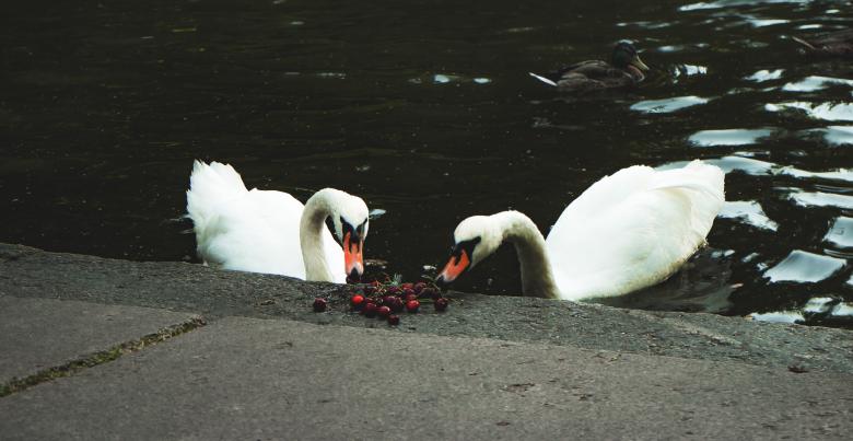 Free stock image of Swans Eating Berries created by Taras Mulko
