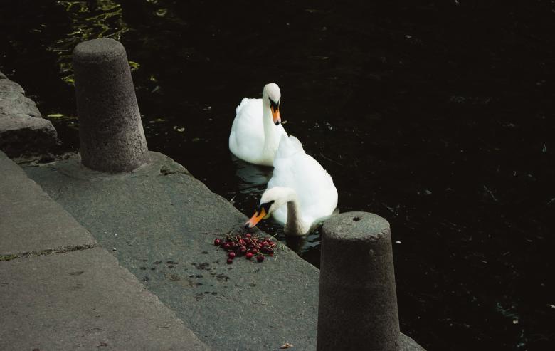 Free stock image of White Swans Feeding on Cherries created by Taras Mulko