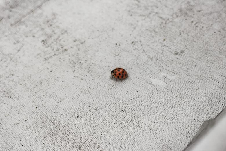 Free stock image of Ladybug on White created by Taras Mulko