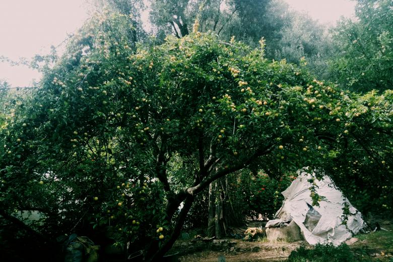 Free stock image of A fruitful tree created by lazrak