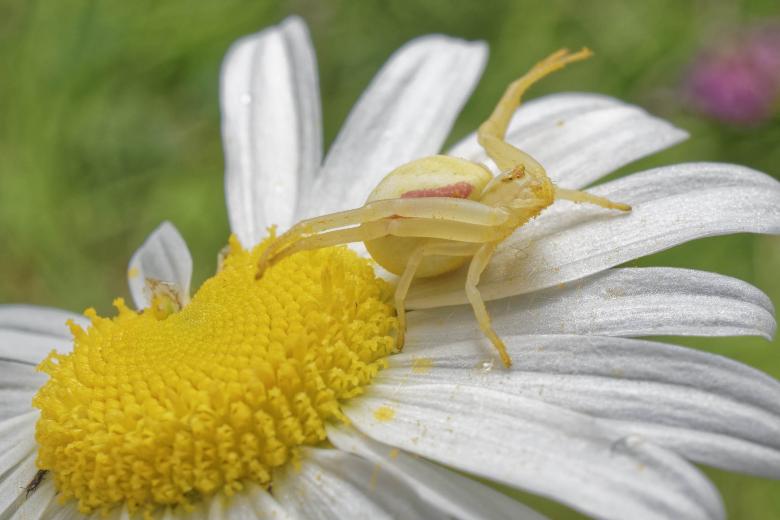 Free stock image of Goldenrod Crab Spider created by Geoffrey Whiteway
