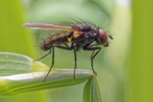 Fly on Grass - Macro - Free Stock Photo